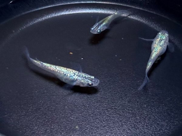 Carbuncle Medaka Rice Fish – Fertilised Eggs - Main image