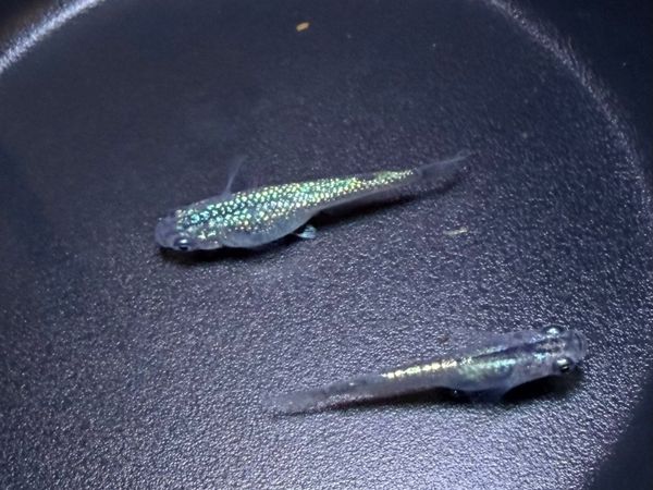 Japanese Medaka Rice Fish – Fertilised Eggs - Main image
