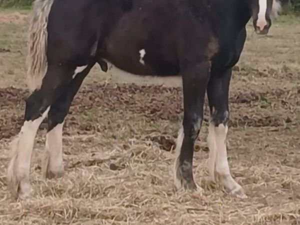 Colt foal - Main image