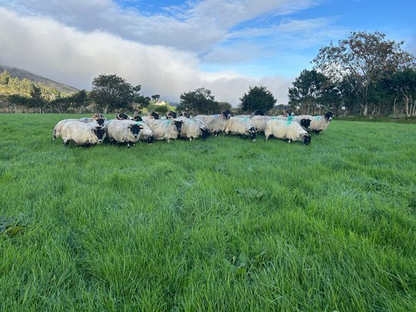Broken mouth Breeding ewes - Main image