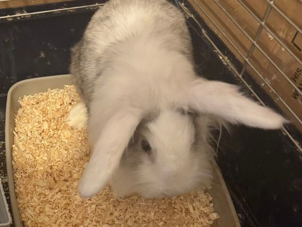 Lop eared doe - Main image
