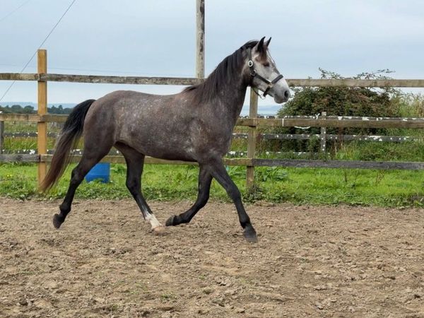 Full connemara 3 year old 15h - Main image