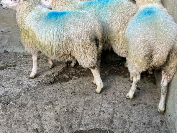 Cheviot ewe lambs - Main image