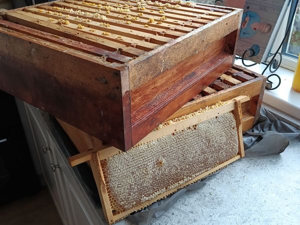 Raw Honey - Main image