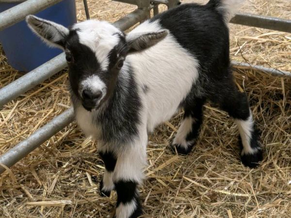 Pygmy goats - Main image