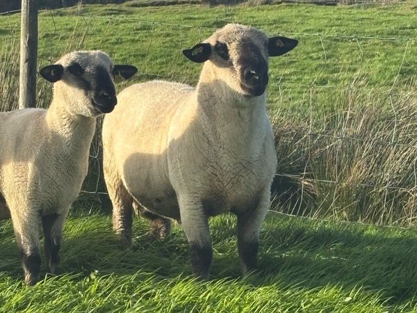 Hampshire Down Ram - Main image