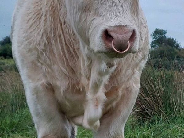 Charolais Bull - Main image