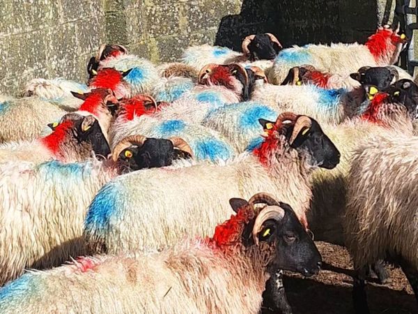 Store Ram Lambs - Main image