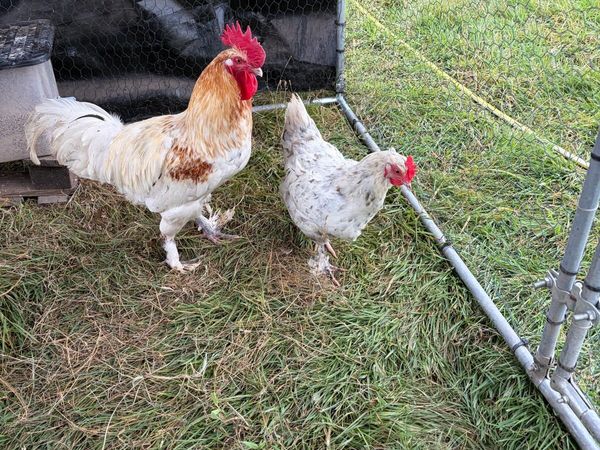 Pair of Spalsh Marans and Blue Laced Wyandottes - Main image