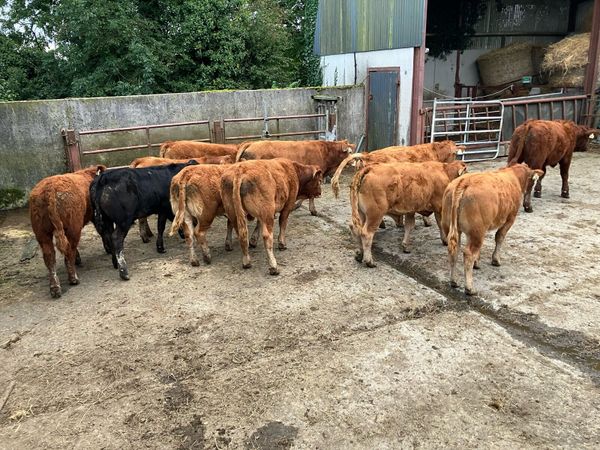 Top Quality LM Weanlings - Carnaross  Tues 29 Sept - Main image