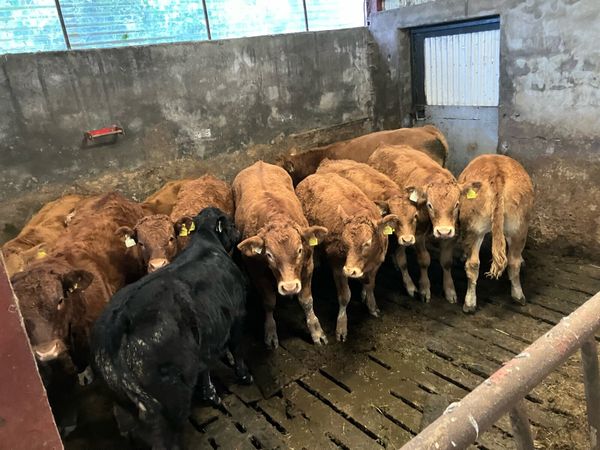 Top Quality LM Weanlings - Carnaross  Tues 29 Sept - Main image