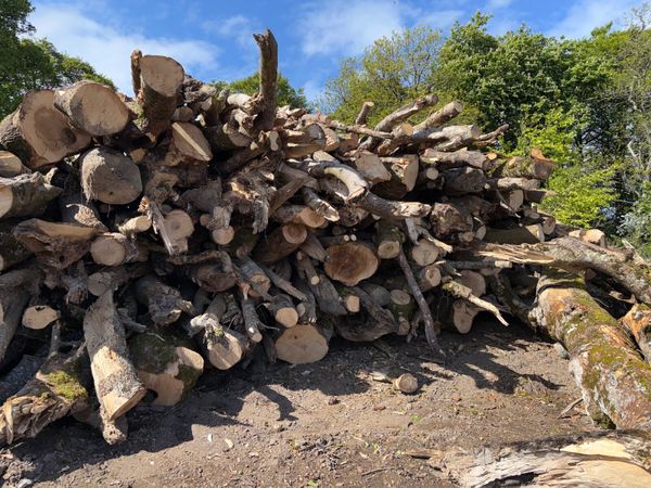 Timber - Main image