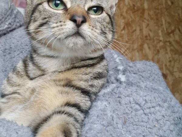 Beautiful Kitten! Very tame. Just 1. - Main image
