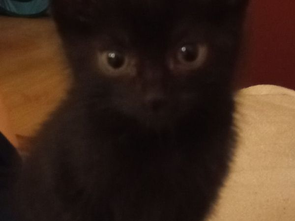 Kitten - Main image