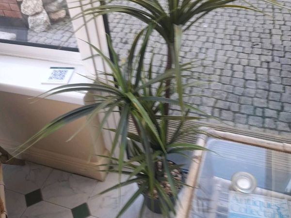 Artifical plants - Main image