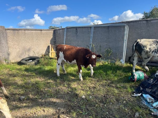 Heifer weanlings - Main image