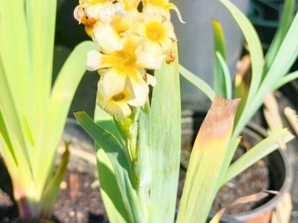 Yellow Mexican satin flower plant
Pale yellow-eyed - Main image