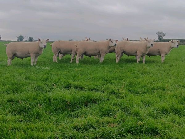Shearling Rams - Main image