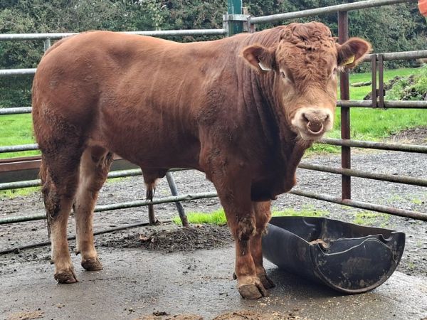 5 🌟 Pedigree Limousin Bull Elpin Mart - Main image