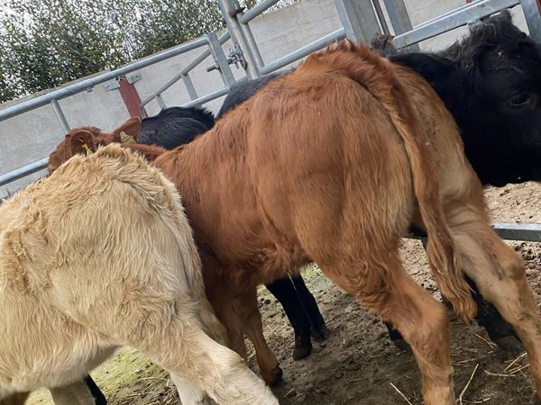 4 super suckler bred heifer runners - Main image
