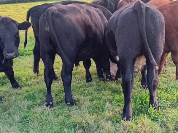 17 angus and Hereford bullocks - Main image