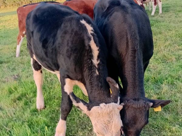 17 angus and Hereford bullocks - Main image