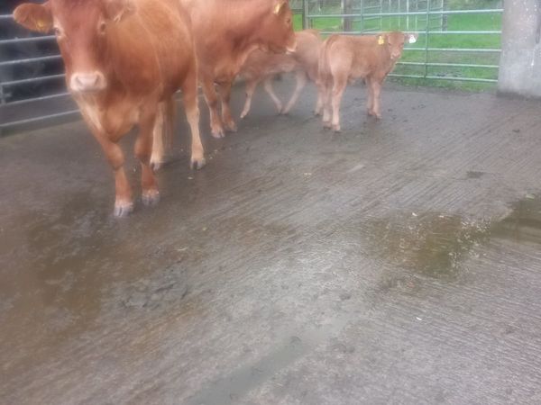 Cows with calves at foot - Main image