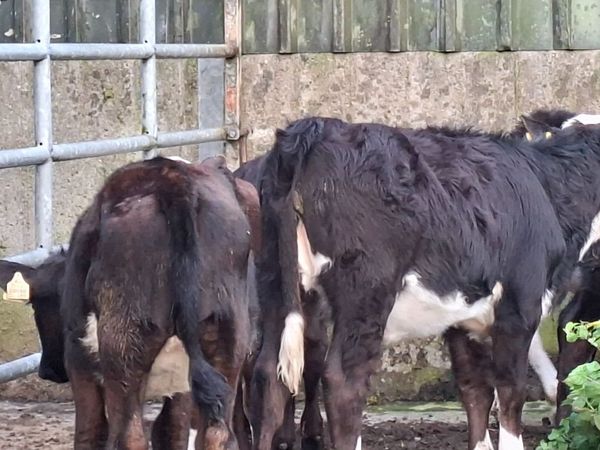 Angus and Hereford Heifer weanlings - Main image