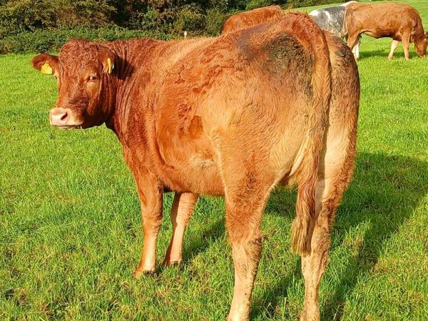 In calf heifers - Main image