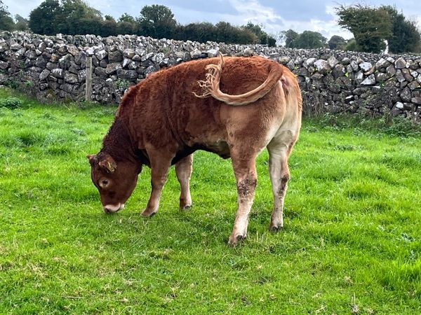 ✨5 star limousine heifer ✨ - Main image