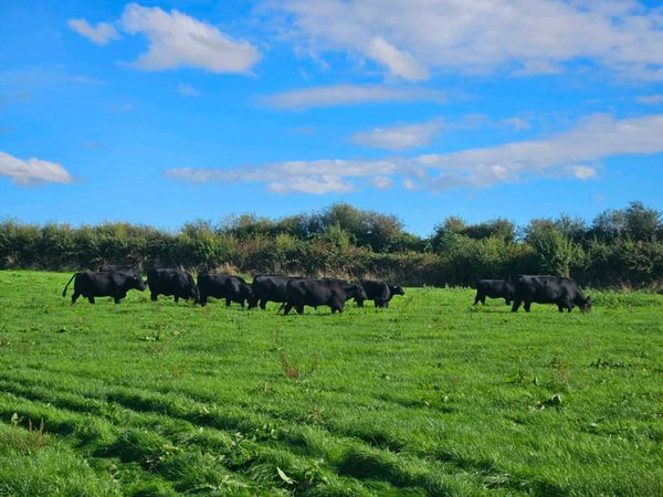 5 star Pedigree angus cows - Main image