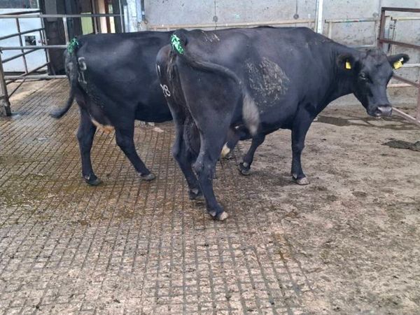 Cows - Main image