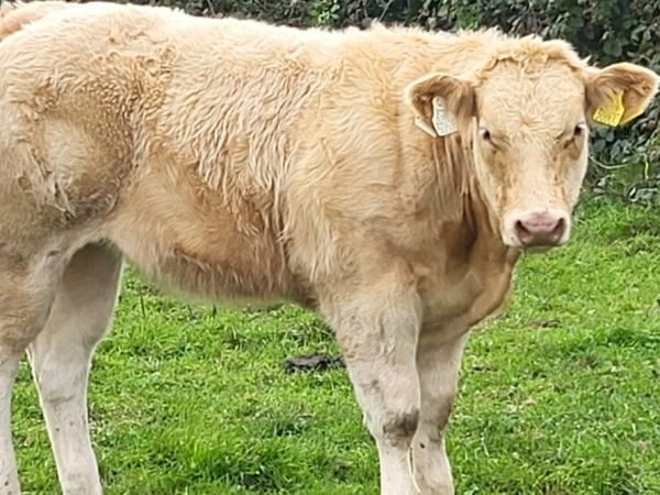 Weanling heifers - Main image