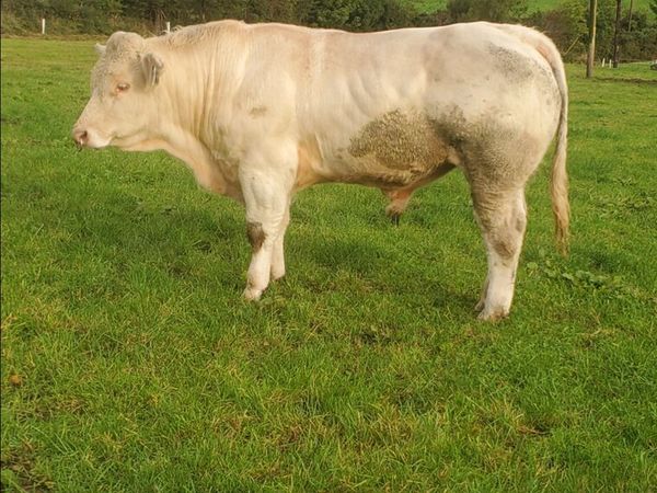 5 star Charolais bulls - Main image
