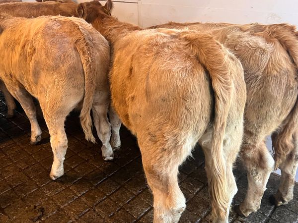 26/9/26 • FRESH IN CHAROLAIS HEIFERS • - Main image
