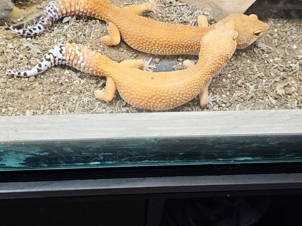 Rare Leopard Geckos - Main image