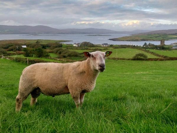 Charollais Hogget Ram - Main image