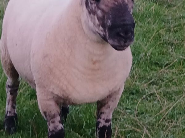 Suftex hoggott ram - Main image