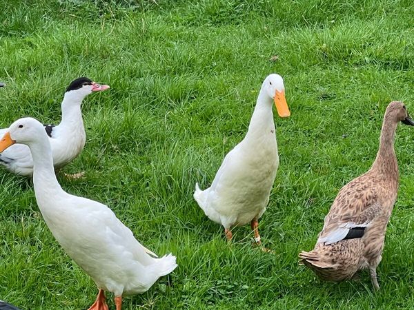 Muscovy , Indian runner , modern game + roosters - Main image