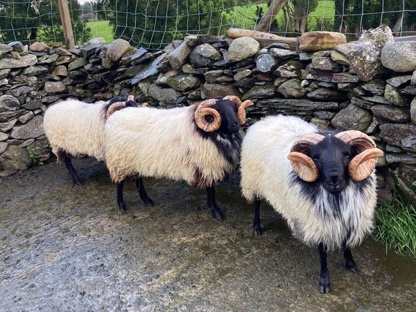 Hogget rams and lambs - Main image