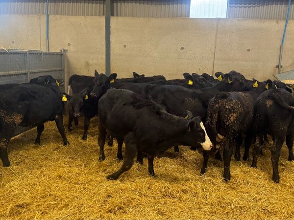 AA Heifers - Main image