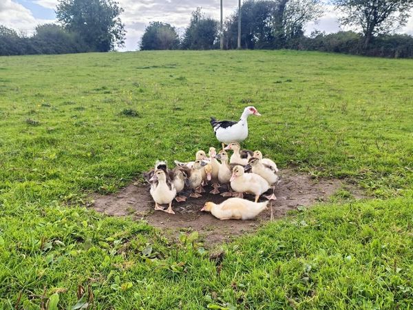 Muscovy Ducklings - Main image
