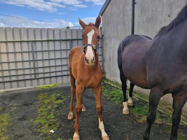 Selection of Broodmares & Foals - Main image