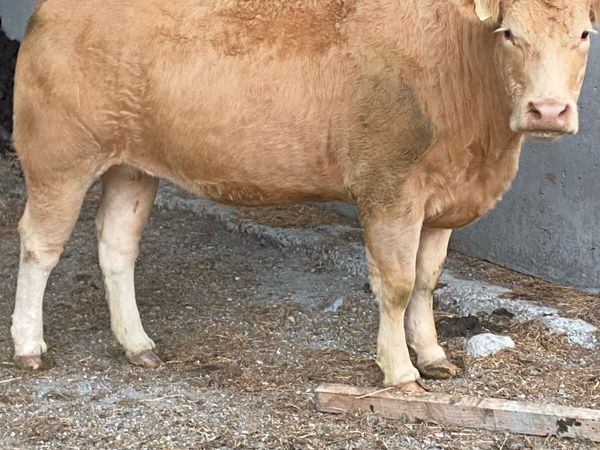 7 organic incalf heifers - Main image