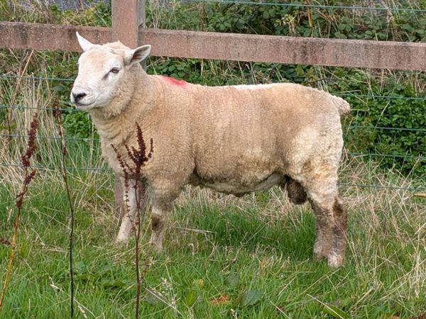 Blue texel hybrid hogget ram - Main image