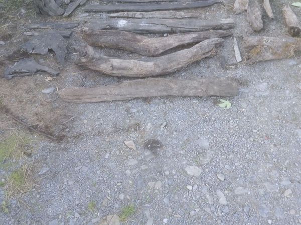 Bog Oak - Main image