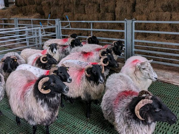 ** Broken Mouth Ewes ** - Main image