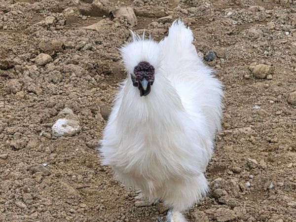 Roosters - Main image