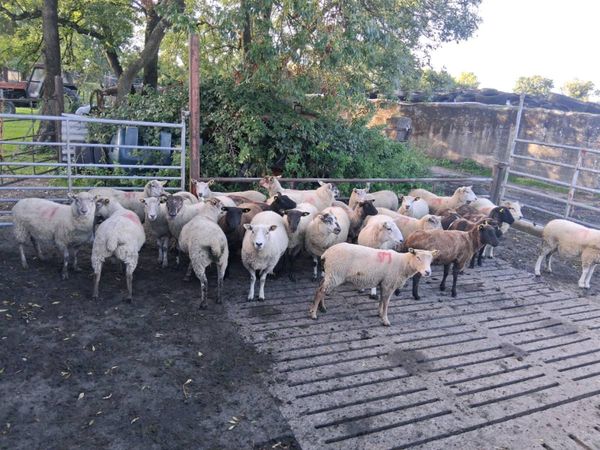 Sheep - Main image