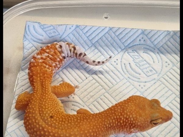 Rare Leopard Geckos - Main image